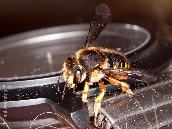 Anthidium manicatum, schweißleckend