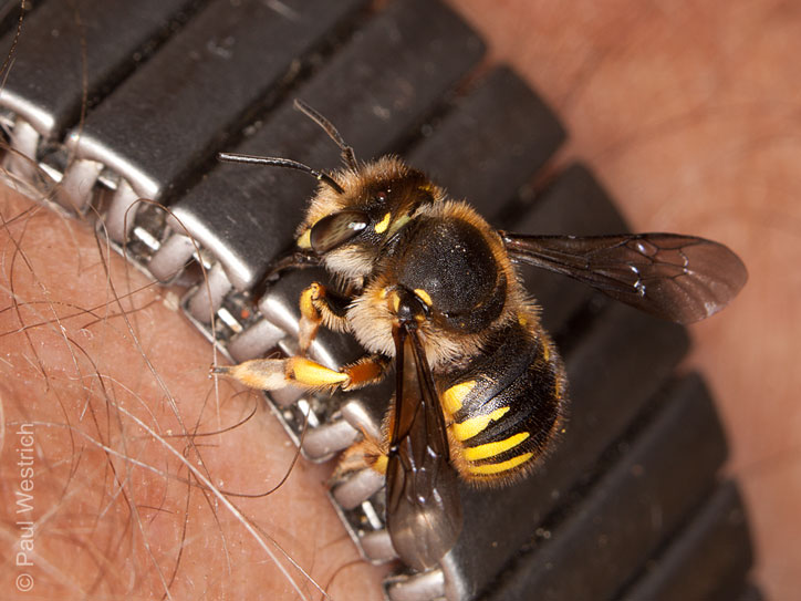 Anthidium manicatum, schweißleckend