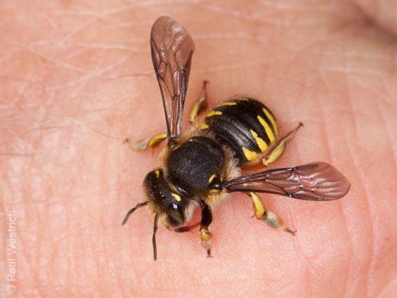 Anthidium manicatum