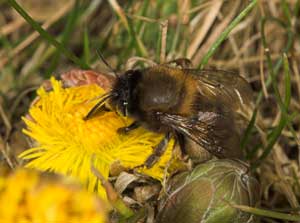 Anthophora plumipes - Weibchen auf Huflattich