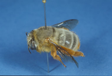 anthophora_porphyrea_f1_fs