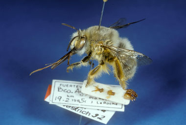anthophora_porphyrea_m1_fs