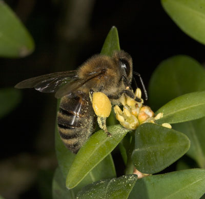 Apis mellifera am Buchs pollensammelnd