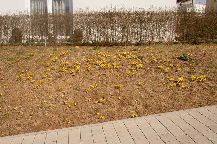 Böschung mit Huflattich