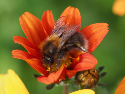 Megachile willughbiella