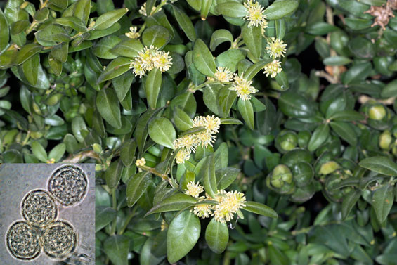Buchs - Buxus sempervirens
