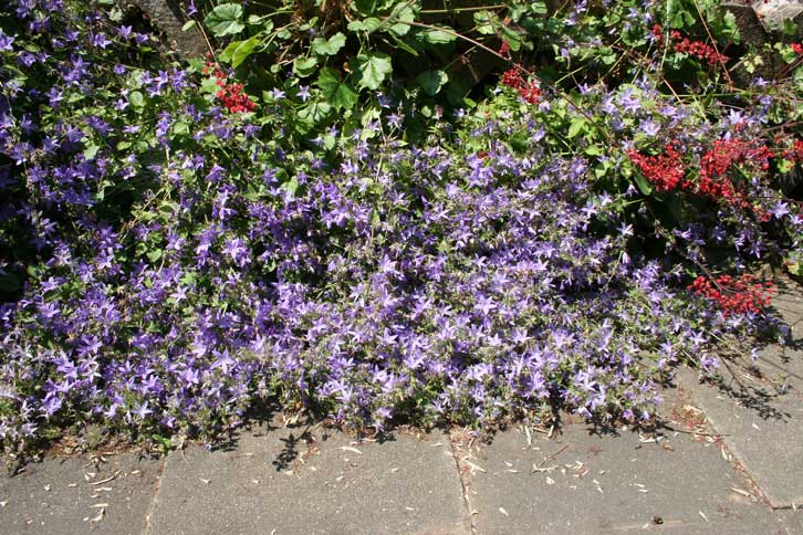 Campanula poscharskyana