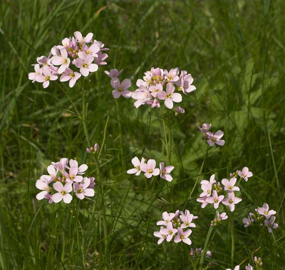Cardamine pratensis