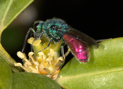 Goldwespe Chrysis ignita an Buchs