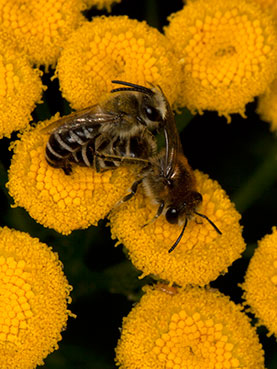 Colletes daviesanus