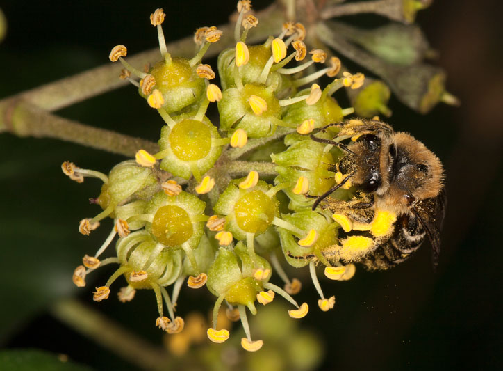 Colletes hederae, Weibchen