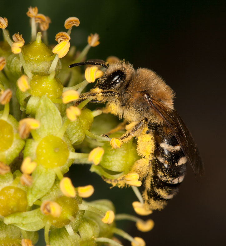 Colletes hederae, Weibchen