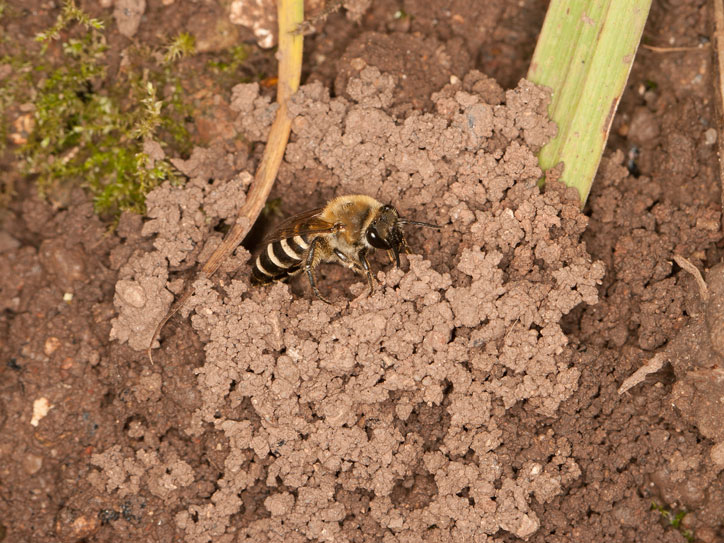 Colletes hederae, Weibchen