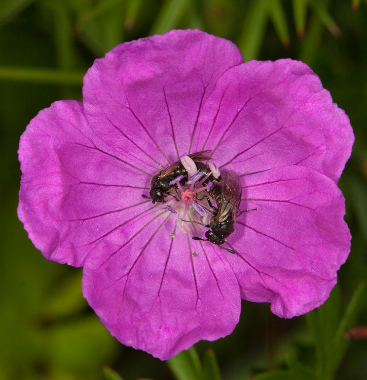 Corynis obscura