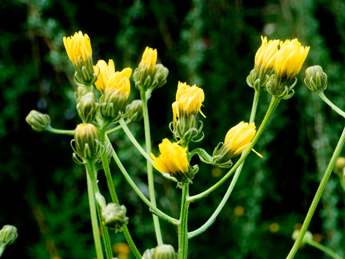 Crepis biennis abends