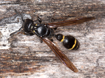 Discoelius dufourii - Weibchen
