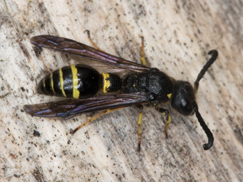 Discoelius dufourii - Männchen