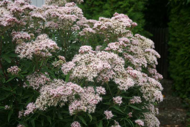 Eupatorium cannabinum