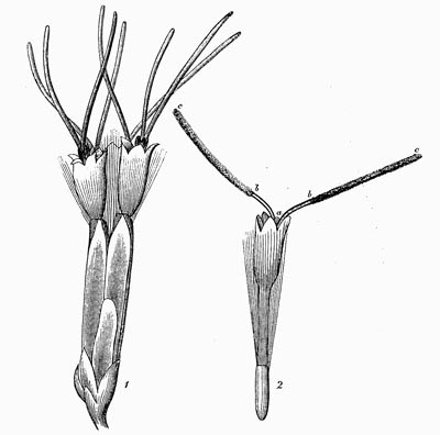 Eupatorium cannabinum Blüte
