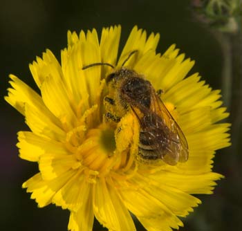 Halictus scabiosae pollensammelnd an Bitterkraut