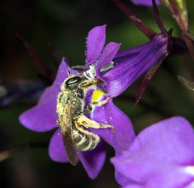 Halictus tumulorum an Lobelia erinus