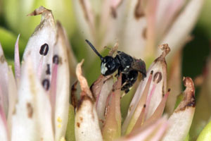 Hylaeus leptocephalus Männchen