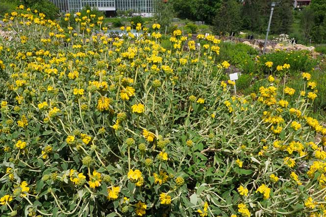 Phlomis_fruticosa