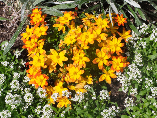 bidens_ferulifolia_glory_P230132_665