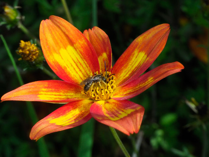 Bidens ferulifolia, Furchenbiene