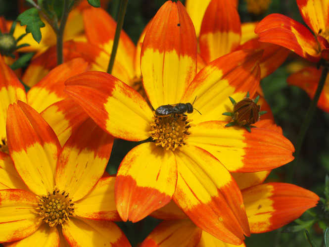 Heriades truncorum