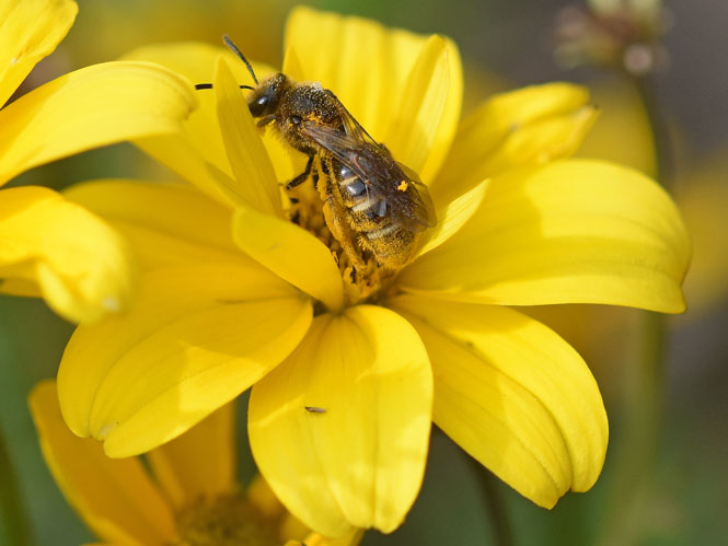 Lasioglossum calceatum, Bidens ferulifolia