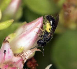 Lasioglossum_glabriusculum