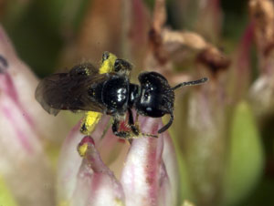 Lasioglossum_glabriusculum