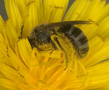 Lasioglossum_leucozonium