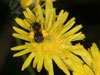 lasioglossum_leucozonium_crepis_18_0113