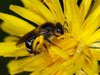 lasioglossum_leucozonium_f_crepis_18_0274