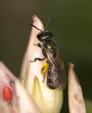 Lasioglossum morio