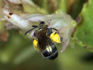 Lasioglossum nitidulum an Sedum spurium pollensammelnd