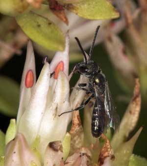 Lasioglossum nitidulum Männchen an Sedum spurium