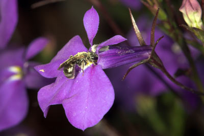 Lasioglossum nitidulum pollensammelnd an Lobelia erinus