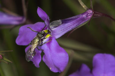 Lasioglossum nitidulum Männchen an Lobelia erinus