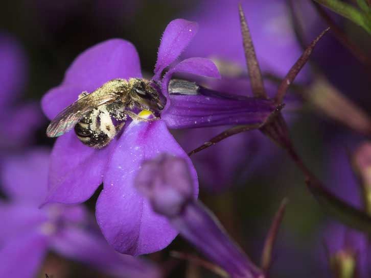 Lasioglossum nitidulum an Lobelia erinus