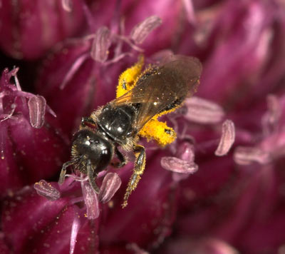 Lasioglossum pauxillum pollensammelnd an Allium sphaerocephalon