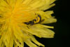 lasioglossum_pauxillum_crepis_18_0144