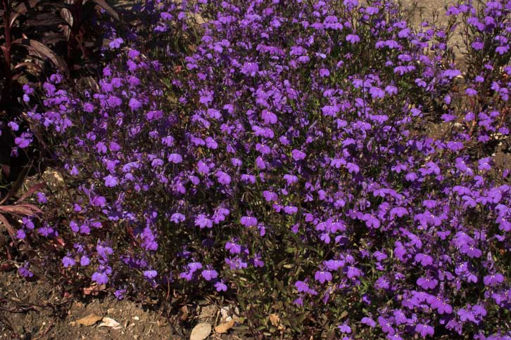 Bestand von Lobelia erinus im Botanischen Garten Tübingen