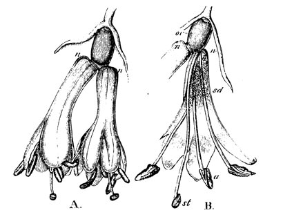 Lonicera caerulea aus Knuth
