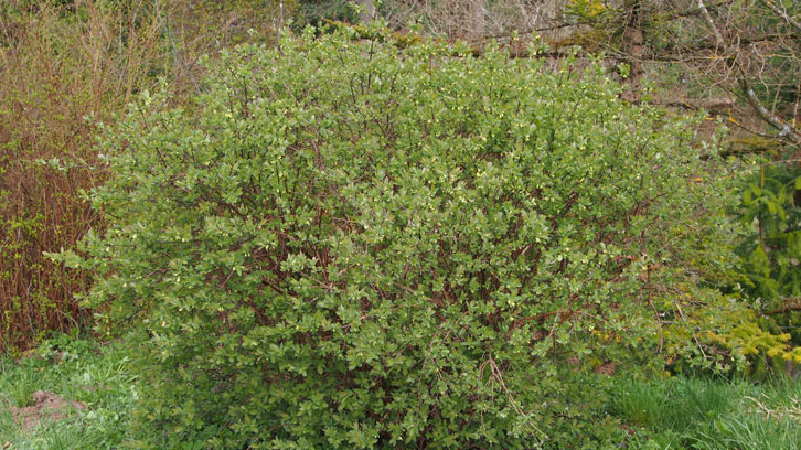 Lonicera caerulea