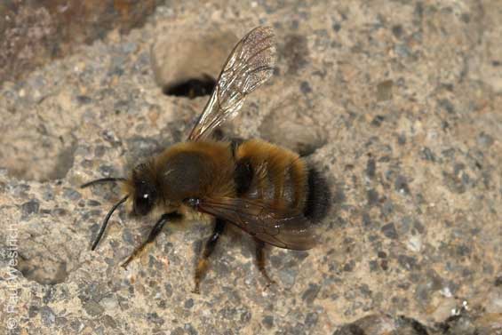 Megachile parietina - Männchen neben verlassener Brutzelle