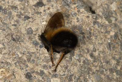 Megachile parietina Männchen vor alter Brutzelle