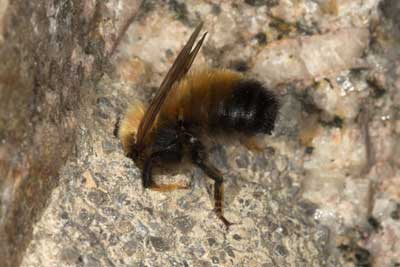 Megachile parietina Männchen vor alter Brutzelle
